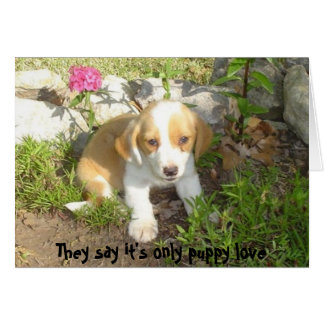 They say it's only puppy love