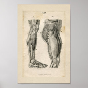 Thigh Leg Muscles Vintage Anatomy Print