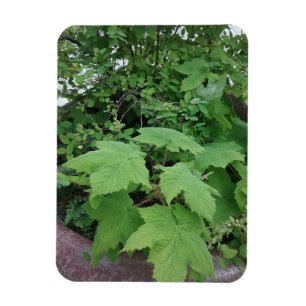 Thimbleberry magnet