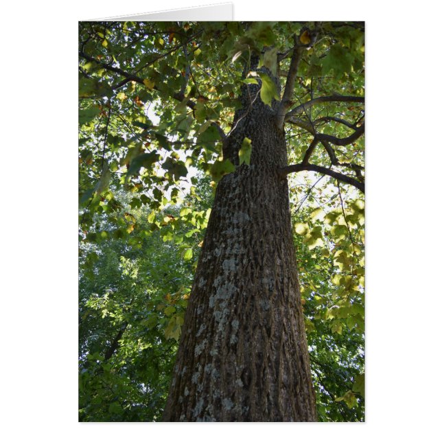 Things are looking up! (Front)