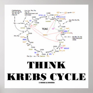 Think Krebs Cycle (Citric Acid Cycle - TCAC) Poster