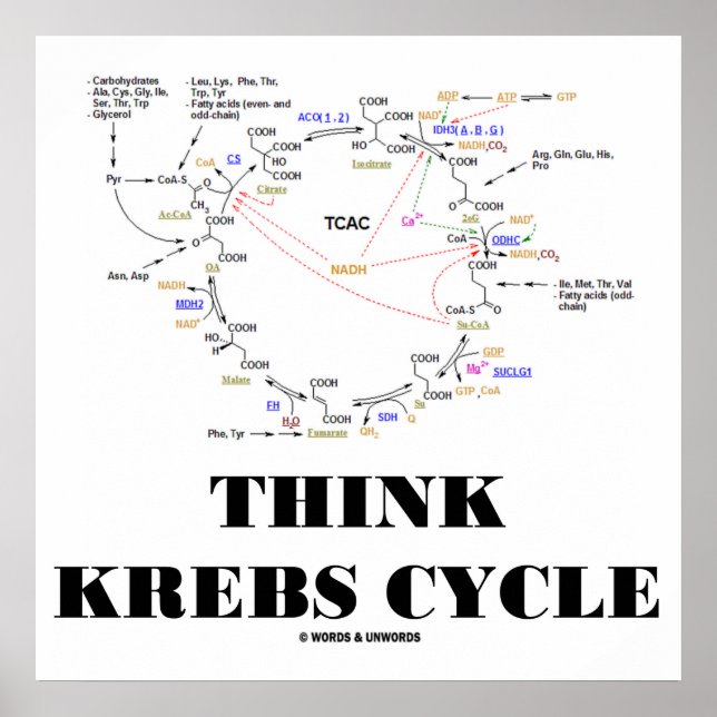 Think Krebs Cycle (Citric Acid Cycle - TCAC) Poster (Front)