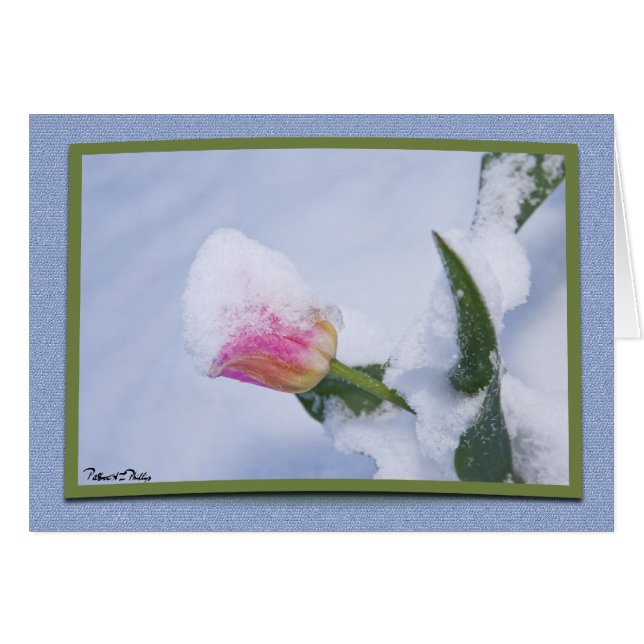 Think Of You Snowy Pink Tulip Spring Template (Front Horizontal)