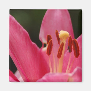 Think Pink Lily Magnet