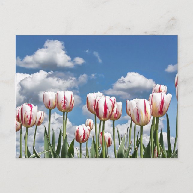 Think Spring! Postcard (Front)