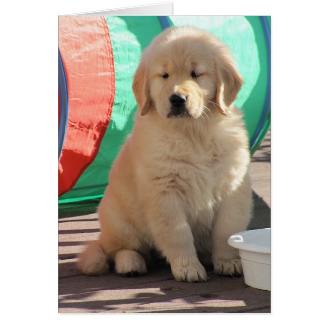 Thinkin d'or (Devant)