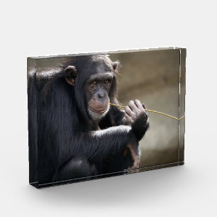 Thinking About Monkeying Around Photo Block