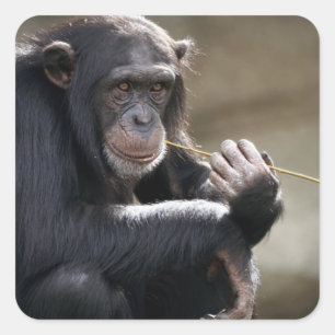 Thinking About Monkeying Around Square Sticker