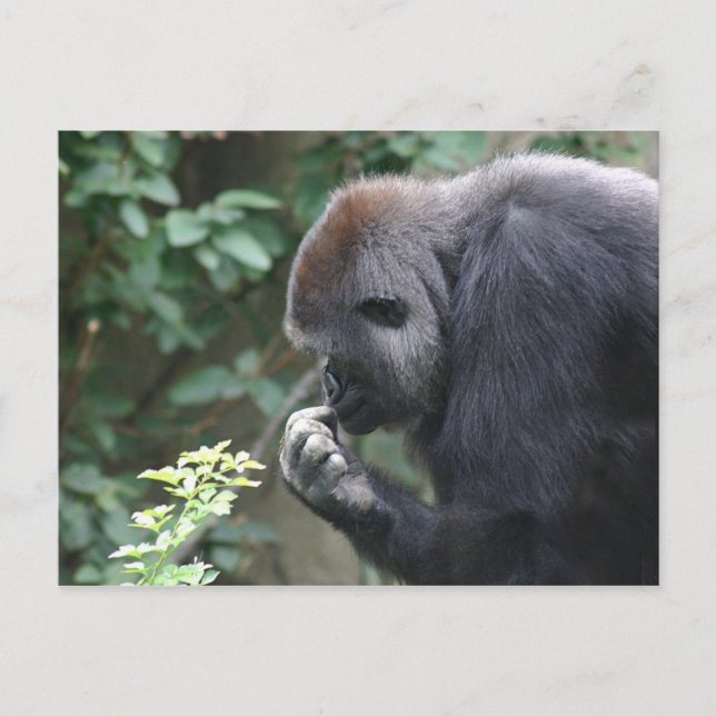 Thinking gorilla postcard (Front)
