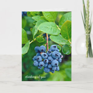 thinking of you-blueberries on bush card