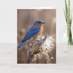 Thinking of You Bluebird on a Milkweed Pod Card