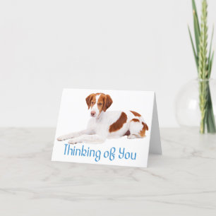 Thinking Of You Brittany Spaniel Puppy Dog Card