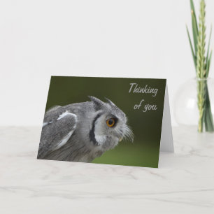 Thinking of you Card - Baby Grey Owl