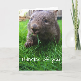 Thinking of you card! Cute wombat, wildlife card