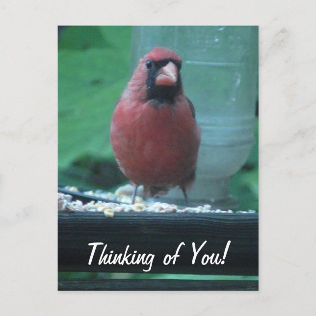 Thinking of You Cardinal Postcard (Front)