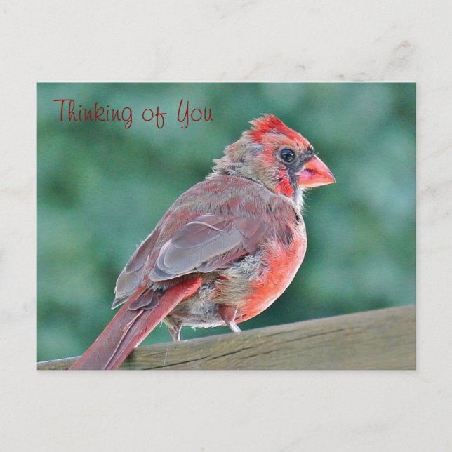 Thinking of You Cardinal Red Bird Postcard (Front)