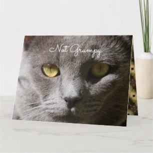 Thinking Of You Cat Card