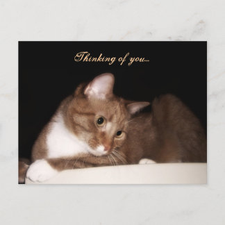 Thinking of You (Cat) Postcard