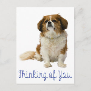 Thinking of You Cavalier King Charles Spaniel Dog Postcard
