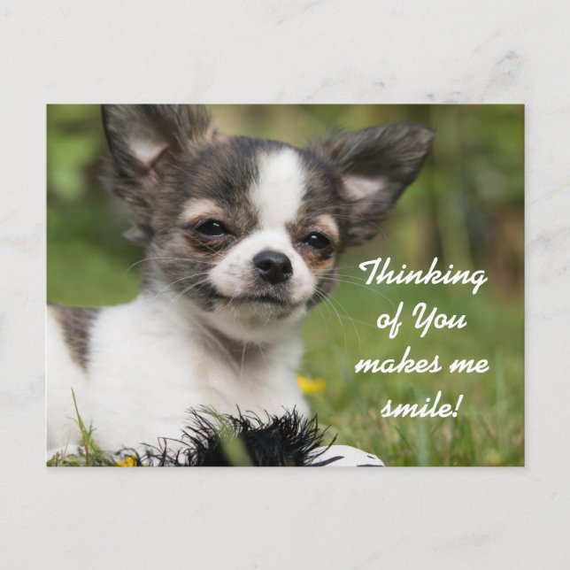 Thinking Of You Chihuahua Postcard (Front)