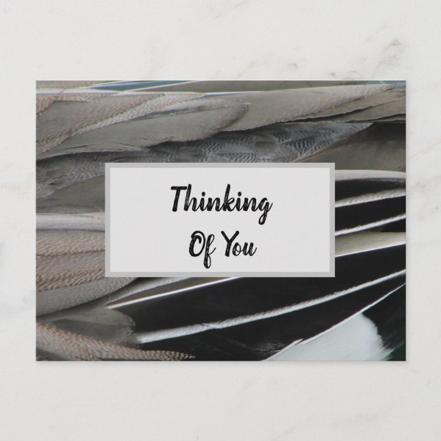 Thinking of You Duck Feather Photo Modern Postcard (Front)