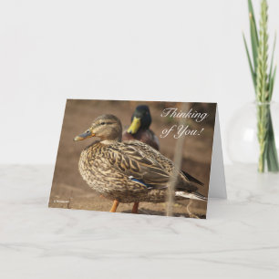 Thinking of You Ducks Card