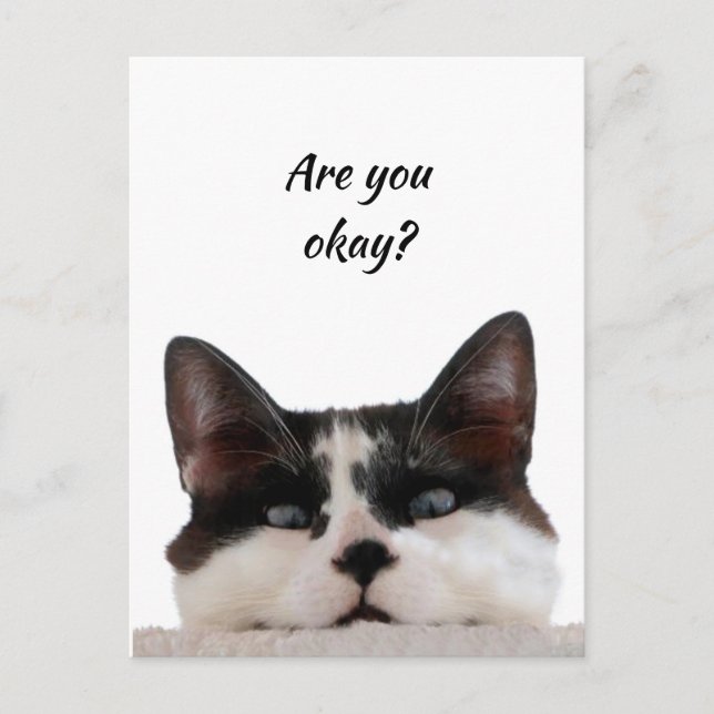 Thinking of You Funny Cat Let Me know You're okay Postcard (Front)