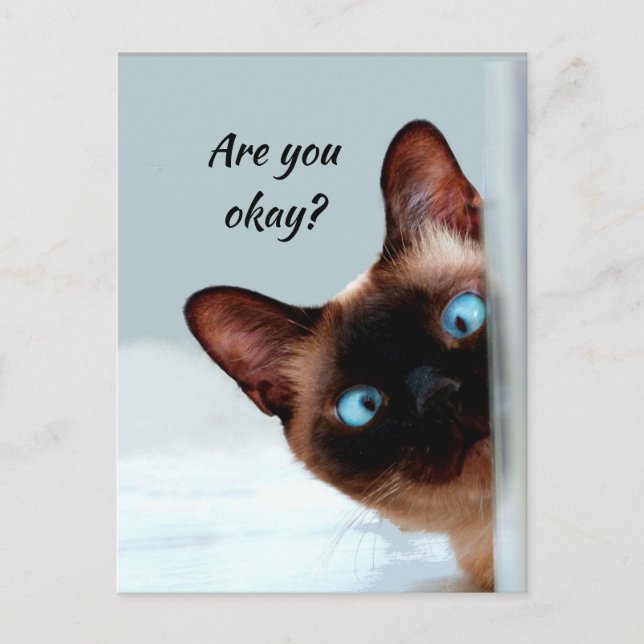 Thinking of You Funny Cat Let Me know You're okay Postcard (Front)