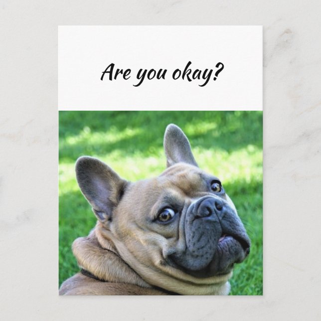 Thinking of You Funny Dog Let Me know You're okay Postcard (Front)