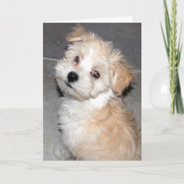 Thinking of You - Havanese Rescue pup Card (Front)
