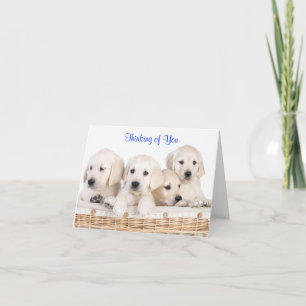 Thinking of You Labrador Retriever Puppies Card