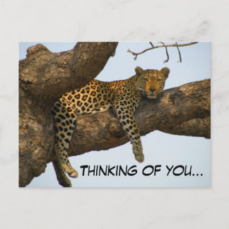 Thinking of You (Leopard in a Tree) Postcard