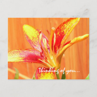 Thinking of You Lily Postcard