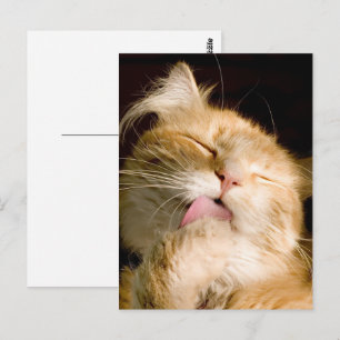 Thinking Of You Maine Coon Close-Up Photo Postcard