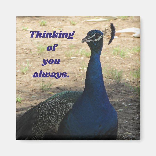 Thinking Of You Male Peacock Photo Nature Birds Magnet (Front)