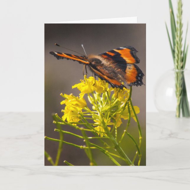 Thinking of You Milbert's Tortoiseshell Butterfly Card (Front)