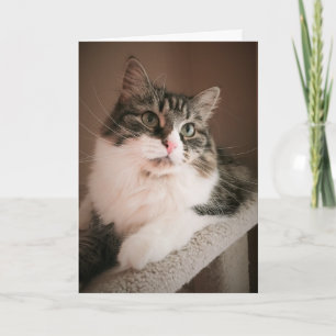 Thinking of You on Your Birthday (Card) Card