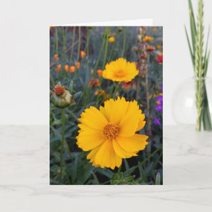 Thinking of You Orange Cosmos Photograph Card