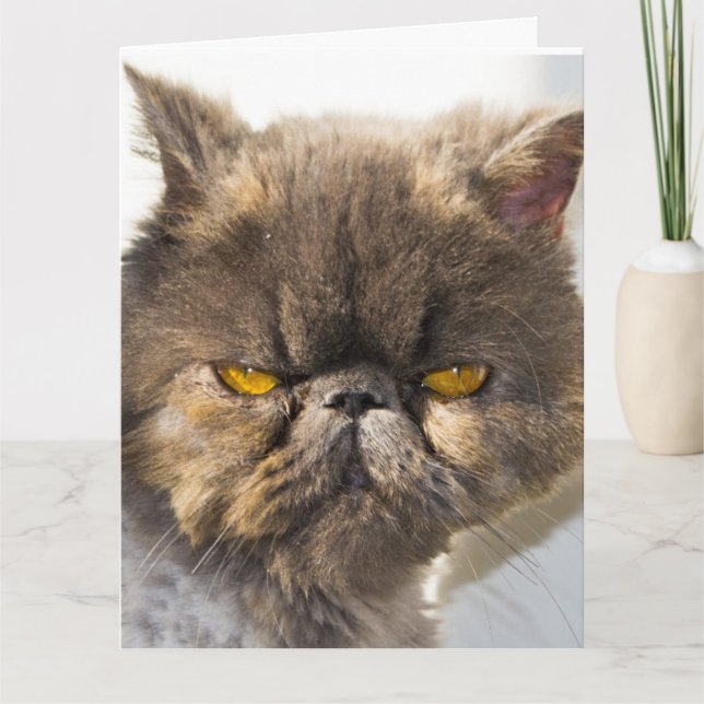 THINKING OF YOU PERSIAN CAT GREETING CARDS (Front)