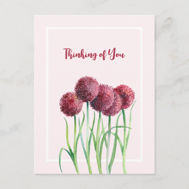 Thinking of You Pink Alliums Flower Watercolor Postcard (Front)
