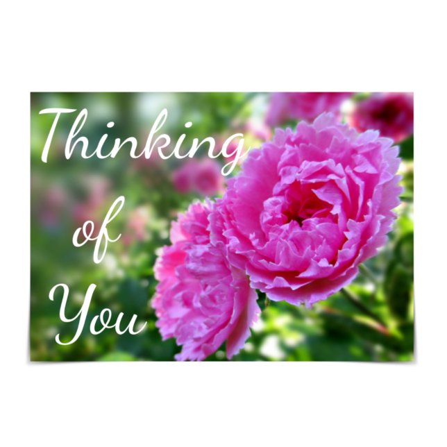 Thinking of You Pink Roses Card (Creator Uploaded)