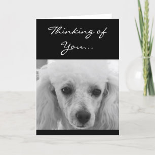 Thinking of You Poodle dog greeting card