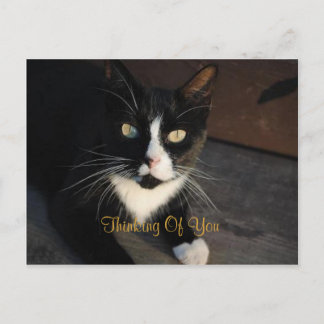 Thinking Of You Postcard