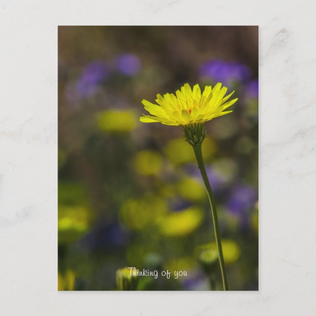 Thinking of you! postcard (Front)