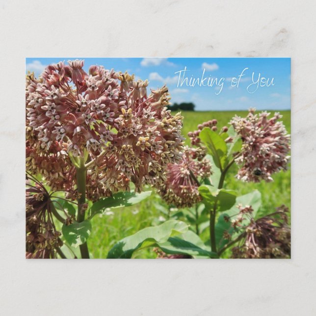 Thinking of You Postcard (Front)