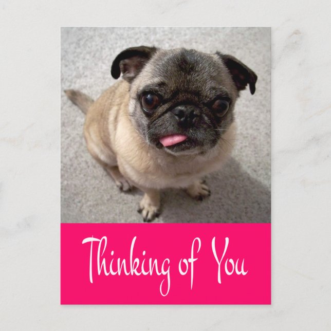 Thinking of You Pug Puppy Dog Greeting Post Card (Front)
