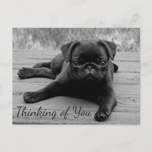 Thinking of You Pug Puppy Dog Greeting Post Card (Front)