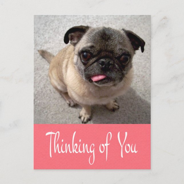 Thinking of You Pug Puppy Dog Pink Post Card (Front)