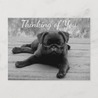 Thinking of You Pug Puppy Dog Postcard