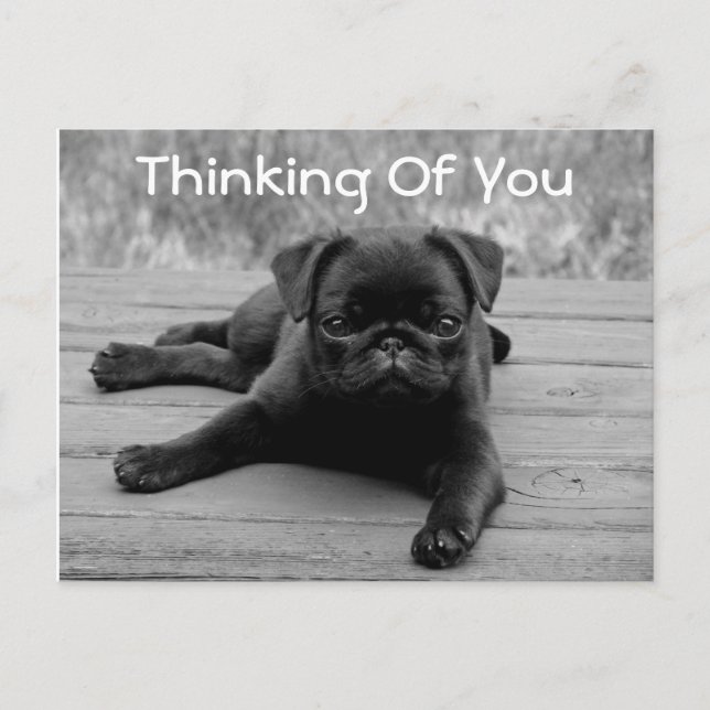 Thinking of You Pug Puppy Dog Postcard (Verse) (Front)